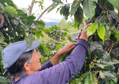 Productora cosechando café en lo alto de una planta