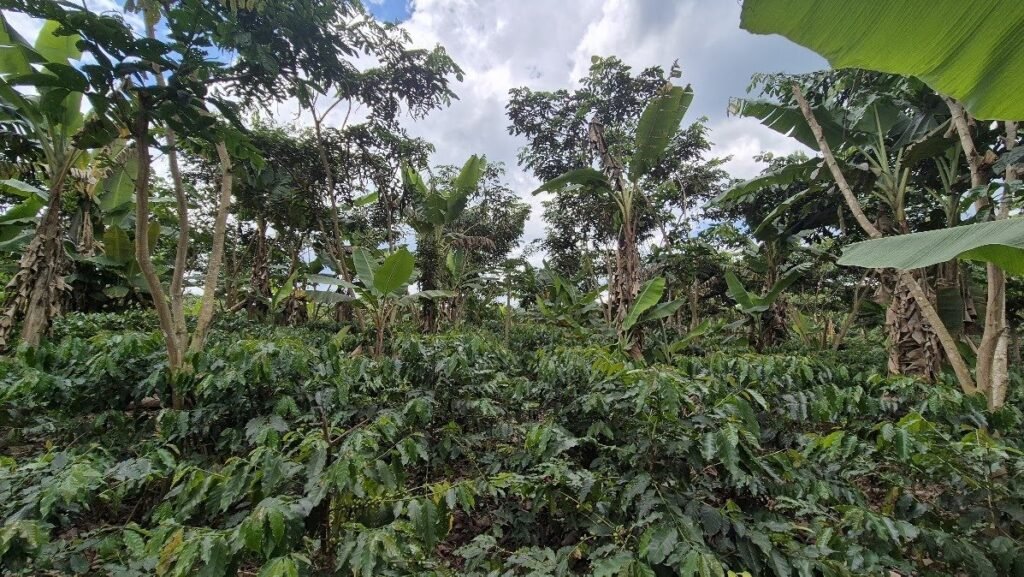Cafetal bajo sombra de plátanos y árboles altos en Pacaypite