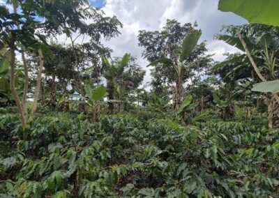 Cafetal bajo sombra de plátanos y árboles altos en Pacaypite